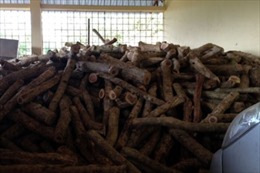 Lào Cai: Bắt giữ lô gỗ trắc trị giá hàng tỷ đồng
